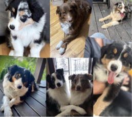 Élevage Les Bergers de la Jamésie